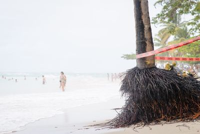 Trees at beach against clear sky