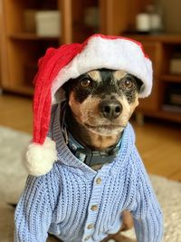 Close-up of dog wearing hat