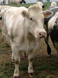 Close-up of cow standing on field