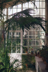 Potted plants on window of building