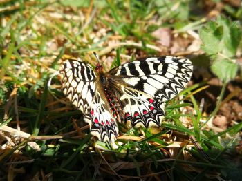 Butterfly on flower