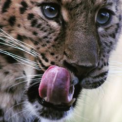 Portrait of leopard