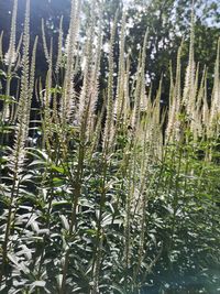 Close-up of stalks on snow covered field
