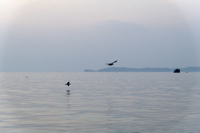 Seagulls flying over sea against sky