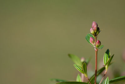 Close-up of pink flowering plant