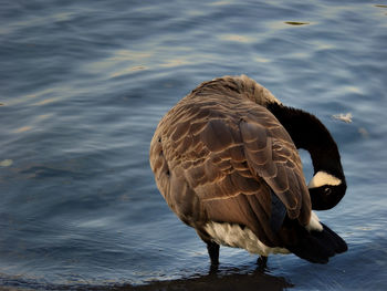Close-up of a bird