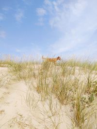 View of plants and a dog on the beach against sky