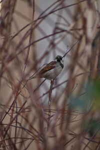 Bird perching on twig