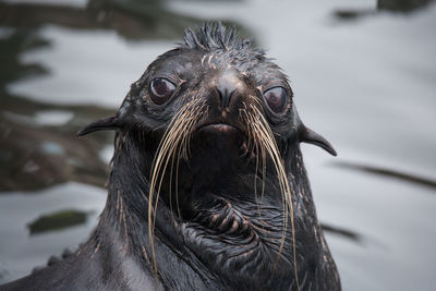 Close-up of an animal