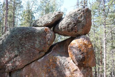 Close-up of tree trunk in forest