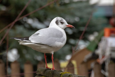 Close-up of seagull perching on railing