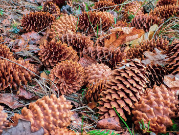 conifer cone