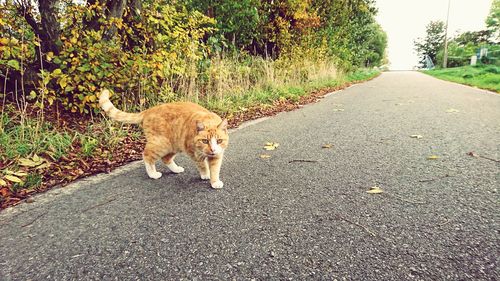 Dog walking on road