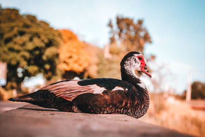 Close-up of a bird