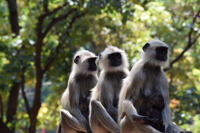 Gray langurs in forest