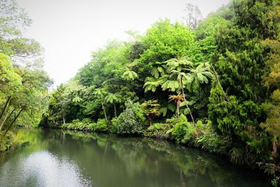 Scenic view of lake in forest against sky