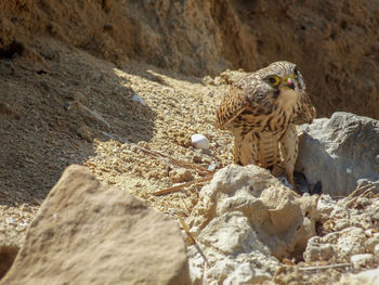 Falcon at desert