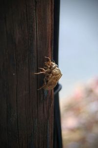 Close-up of grasshopper on wooden post