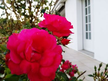 Close-up of pink flowers blooming outdoors