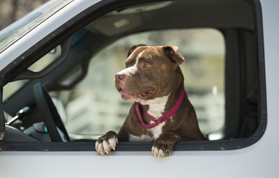 Close-up of dog in car 