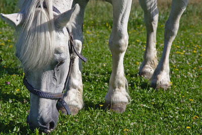 Low section of horse standing on field