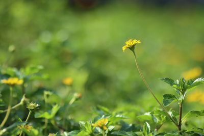 Close-up of yellow flowers blooming on field