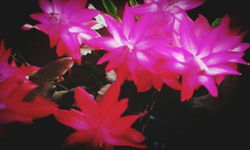 Close-up of pink flowers