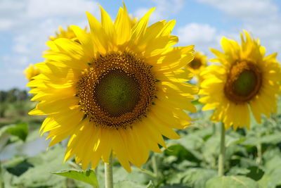 Close-up of sunflower on field