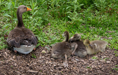 Goose and young goslings