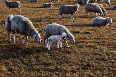 Sheep grazing in a field