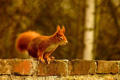 Close-up of squirrel