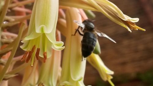 Close-up of insect on flower