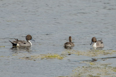 Ducks swimming in lake