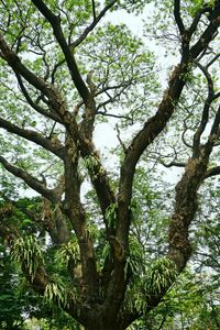 Low angle view of trees in forest