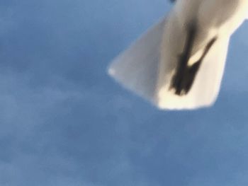 Low angle view of bird flying against blue sky