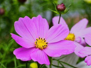 Close-up of pink cosmos flower blooming outdoors