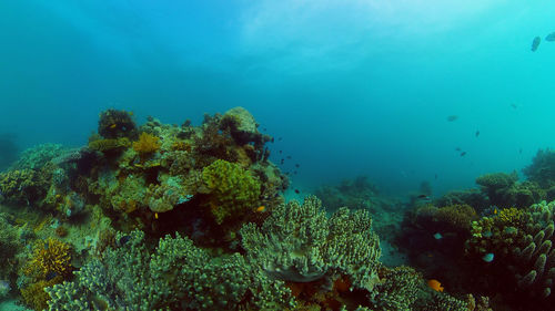 Colourful tropical coral reef. tropical coral reef. underwater fishes and corals. philippines.