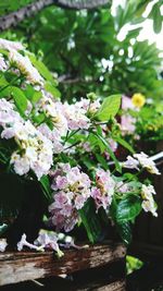 Close-up of pink flowers on tree