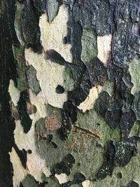 Full frame shot of lichen on tree trunk