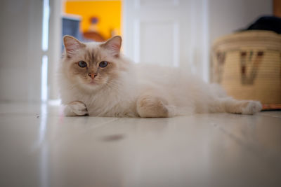 Portrait of cat resting on floor at home