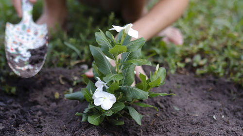 Growing a garden in spring