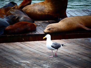 High angle view of birds on pier