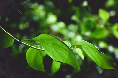 Close-up of green leaves on plant