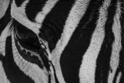 Close-up of zebra