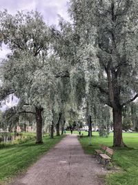 Trees in park against sky