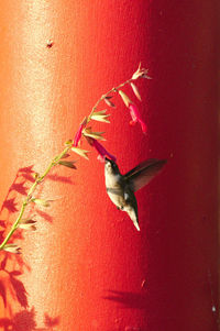 Close-up of a bird flying