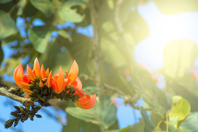 Low angle view of flowering plant