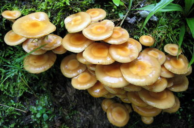 Close-up of mushrooms