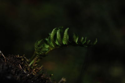 Close-up of fern growing on field