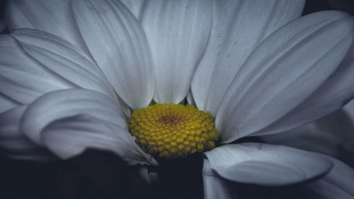 Close-up of flower blooming outdoors